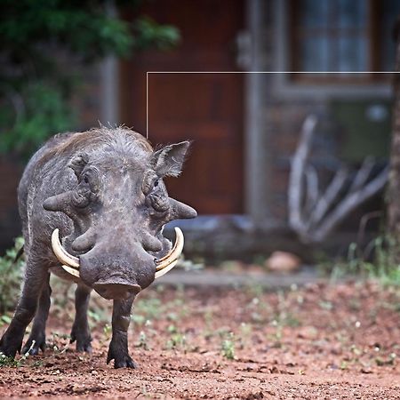 Tusk Bush Lodge Marloth Park Zewnętrze zdjęcie