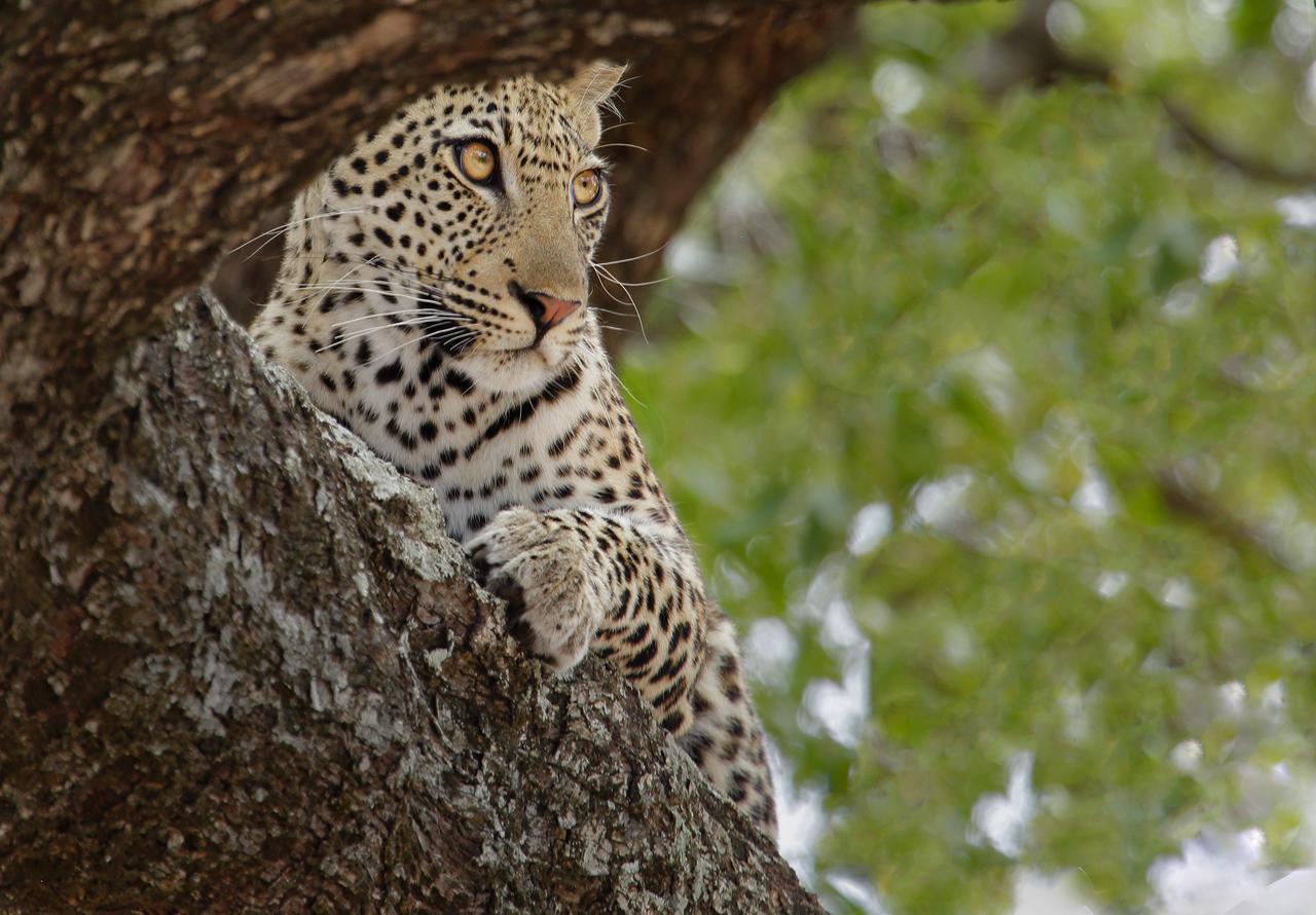 Tusk Bush Lodge Marloth Park Zewnętrze zdjęcie