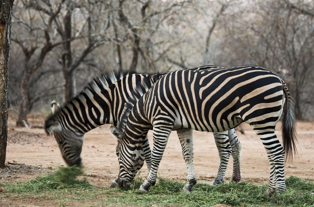 Tusk Bush Lodge Marloth Park Zewnętrze zdjęcie