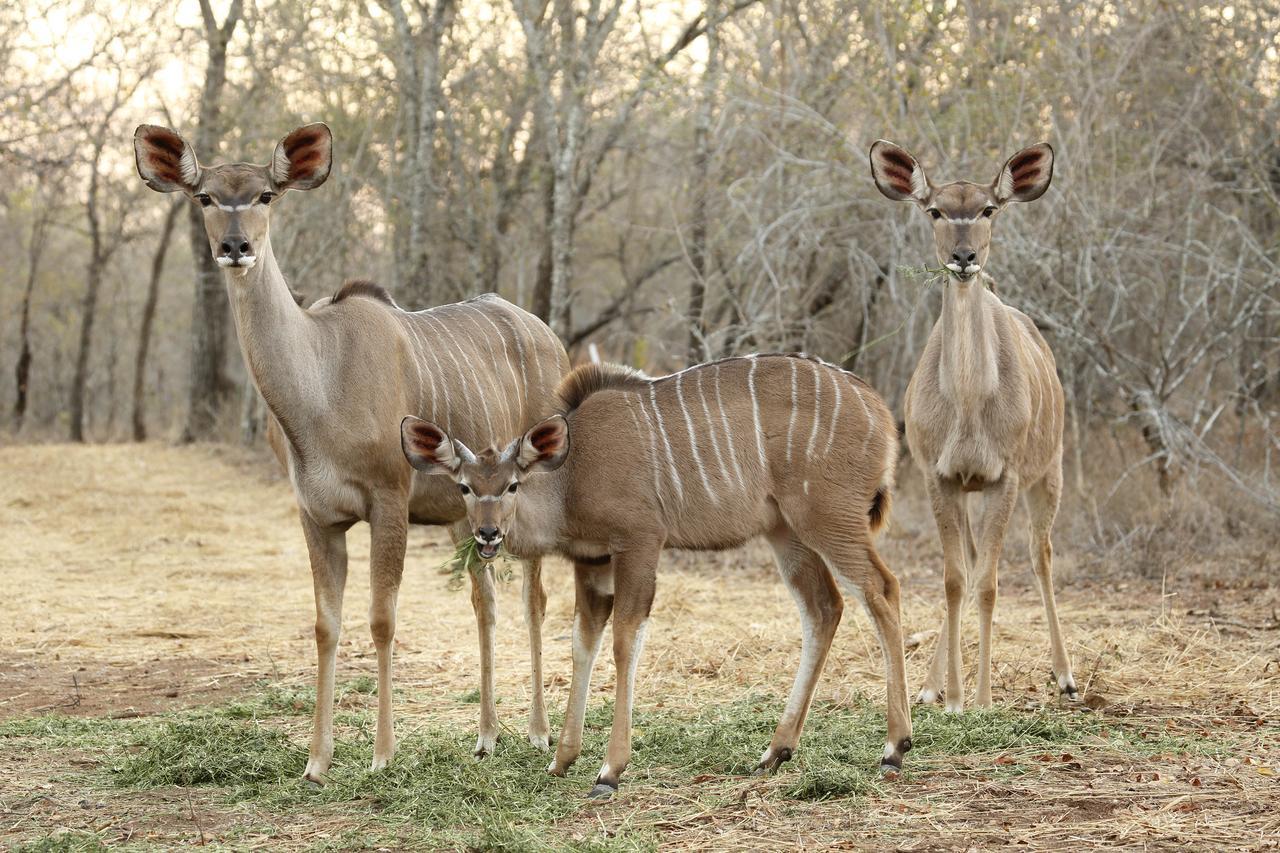 Tusk Bush Lodge Marloth Park Zewnętrze zdjęcie