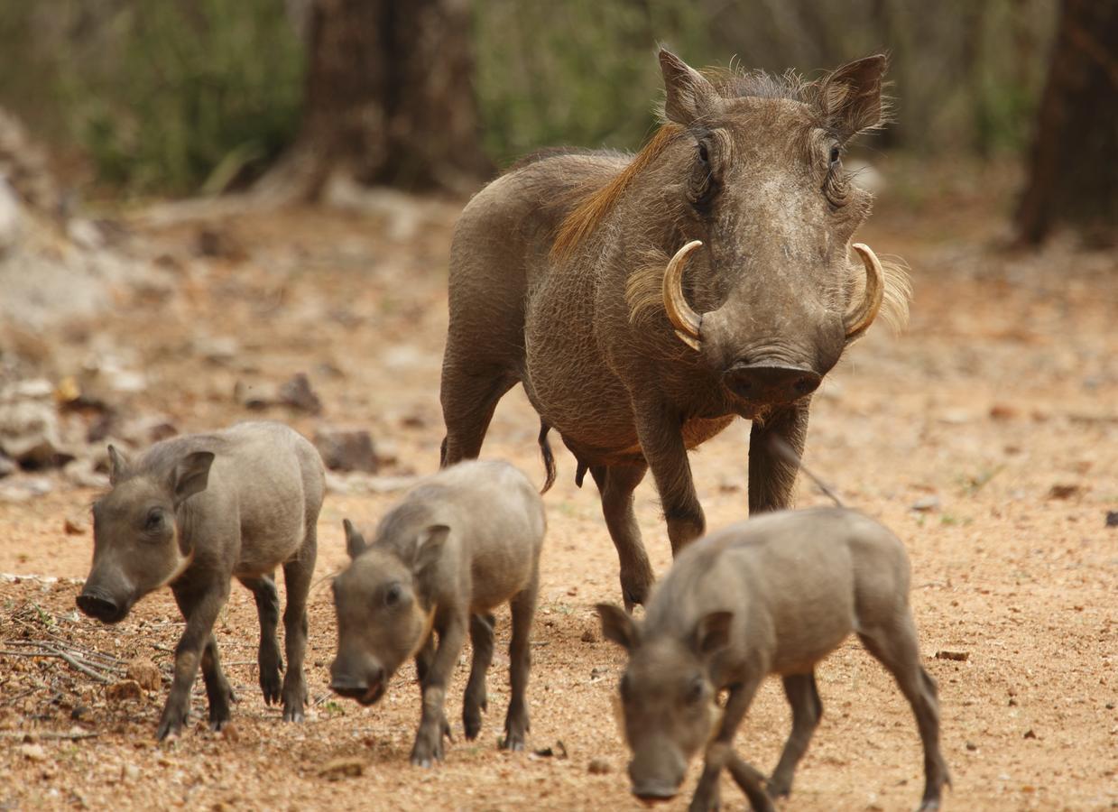 Tusk Bush Lodge Marloth Park Zewnętrze zdjęcie