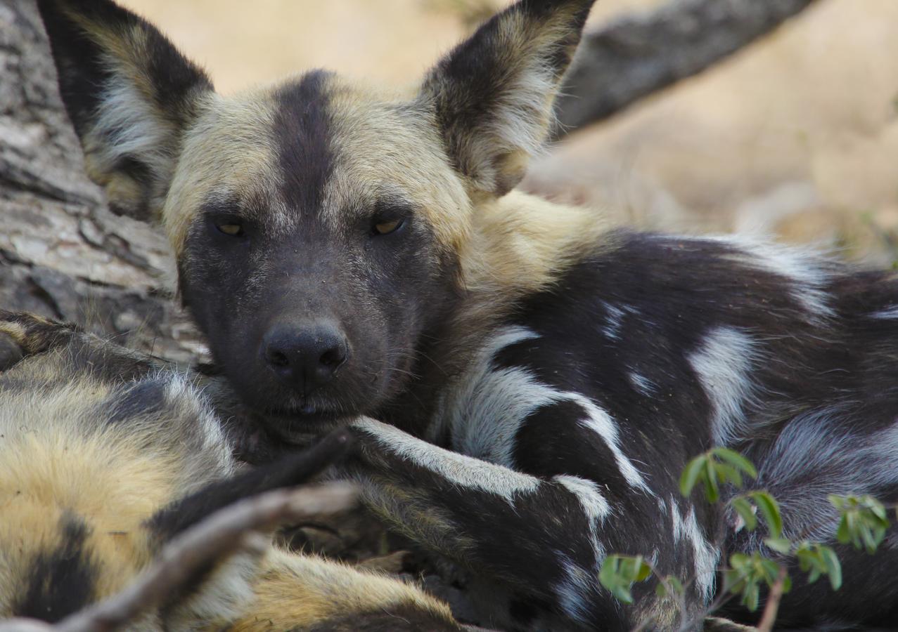Tusk Bush Lodge Marloth Park Zewnętrze zdjęcie
