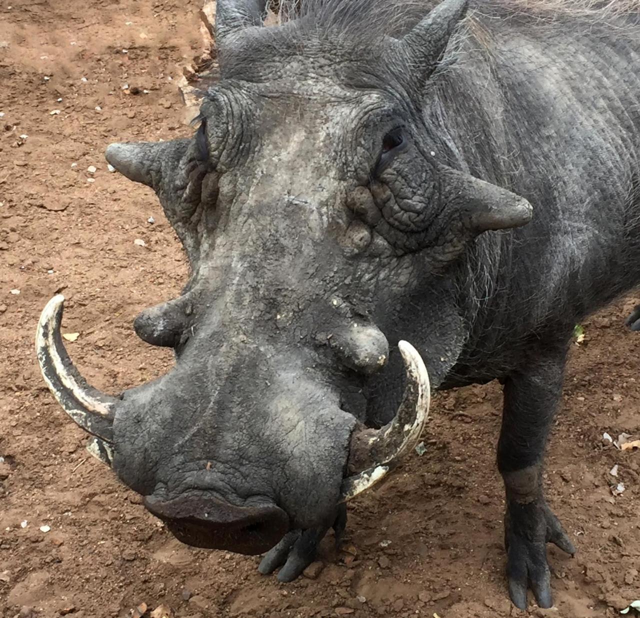 Tusk Bush Lodge Marloth Park Zewnętrze zdjęcie
