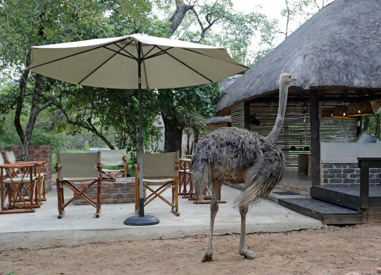 Tusk Bush Lodge Marloth Park Zewnętrze zdjęcie