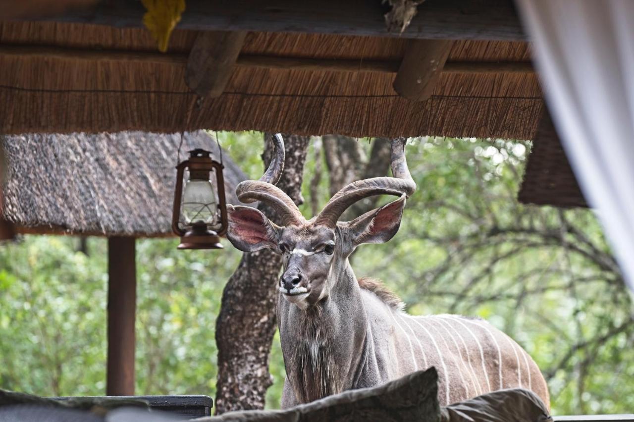 Tusk Bush Lodge Marloth Park Zewnętrze zdjęcie