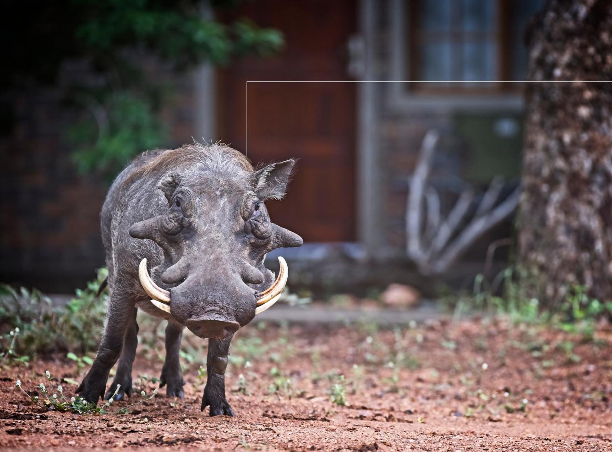 Tusk Bush Lodge Marloth Park Zewnętrze zdjęcie