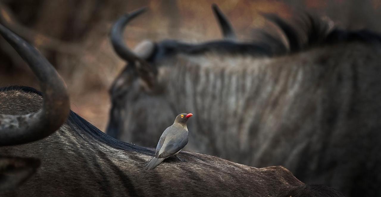 Tusk Bush Lodge Marloth Park Zewnętrze zdjęcie