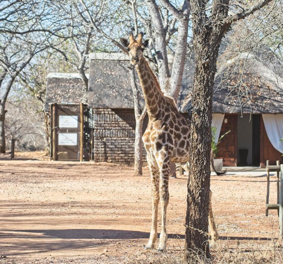 Tusk Bush Lodge Marloth Park Zewnętrze zdjęcie