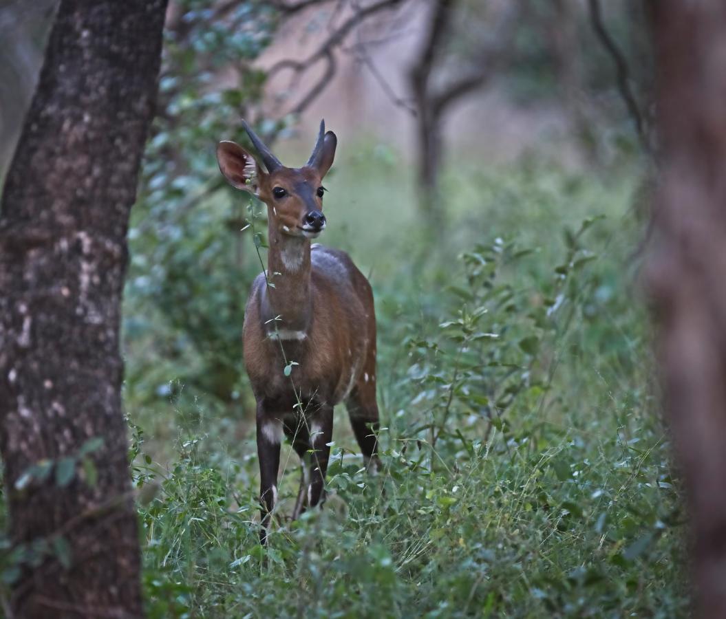 Tusk Bush Lodge Marloth Park Zewnętrze zdjęcie