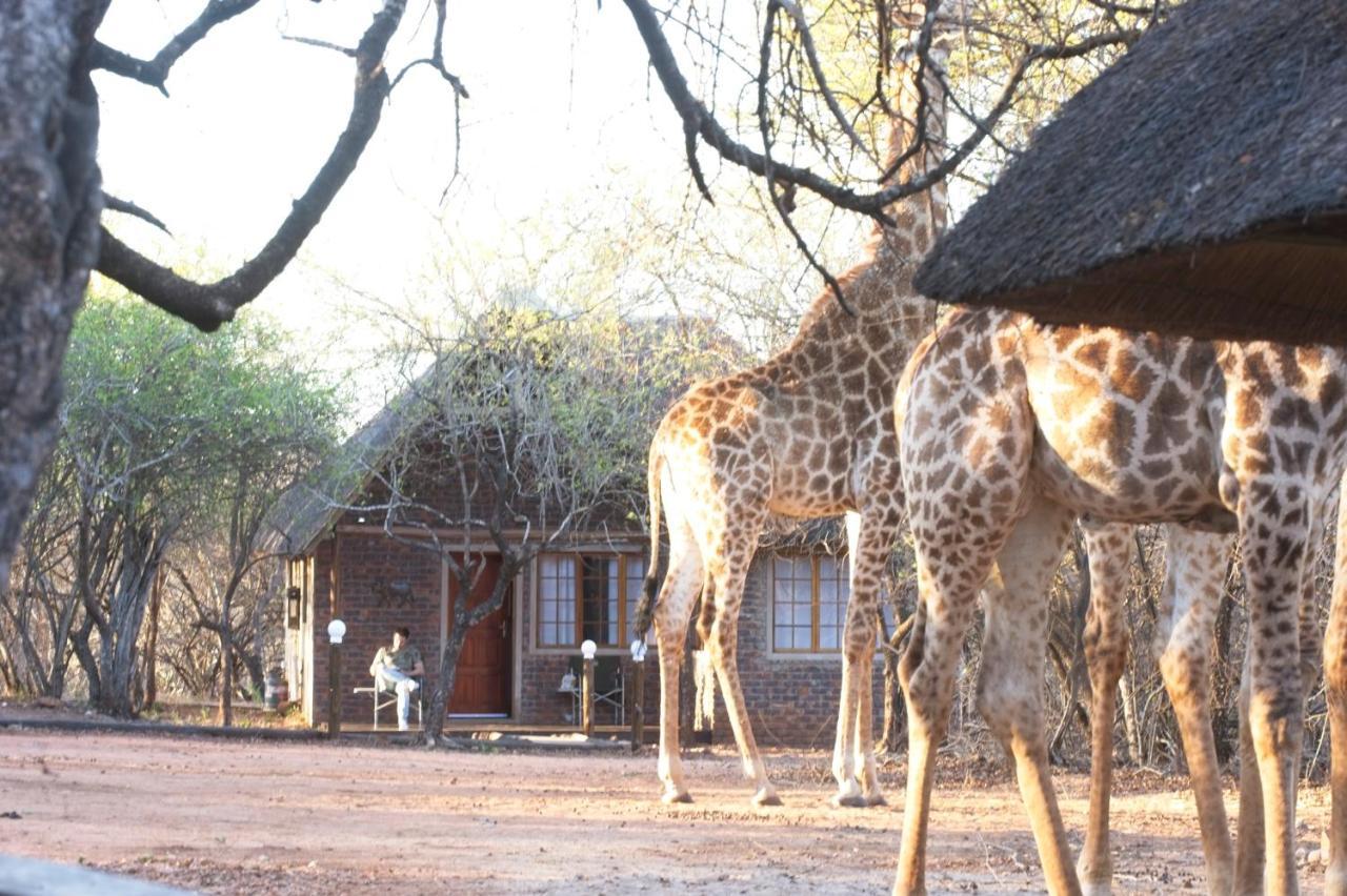 Tusk Bush Lodge Marloth Park Zewnętrze zdjęcie